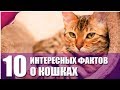 10 Фактов о кошках, которые вы даже и не знали!