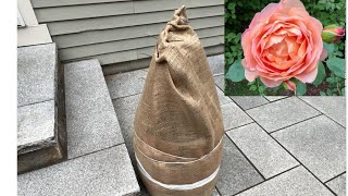 Detailed How to Prepare Your Container Roses for Winter Information