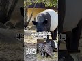【マレーバクのこどもがハーフバースデーを迎えました！】