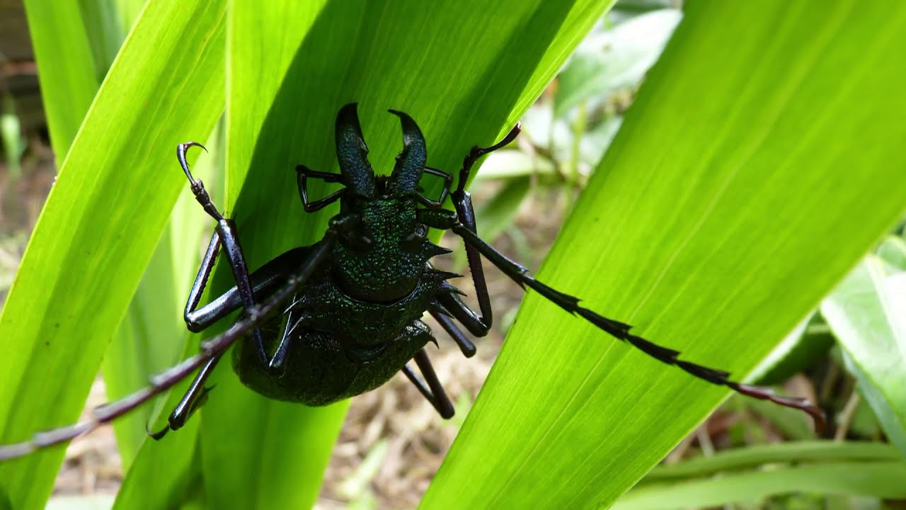 Coleóptero de GRANDES MANDÍBULAS