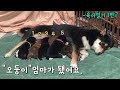 엄마된 강아지 / EP.05 강아지 육아이야기 1편