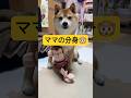 写真撮影に協力的すぎるwwww#柴犬 #豆柴 #shibainu #犬 #犬のいる暮らし #shorts