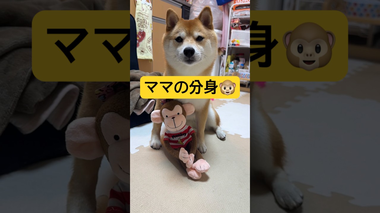 写真撮影に協力的すぎるwwww#柴犬 #豆柴 #shibainu #犬 #犬のいる暮らし #shorts