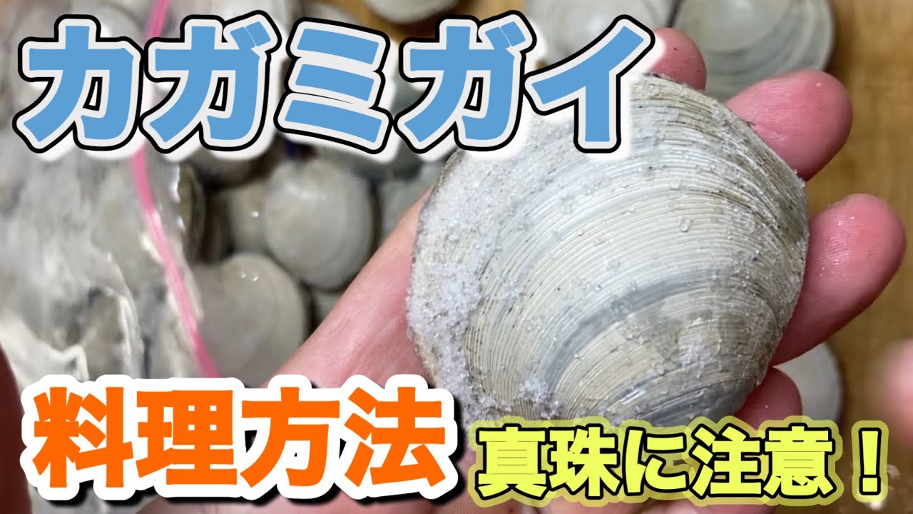 潮干狩りで採れる「カガミガイ」が、めちゃめちゃウマイ。 - YouTube
