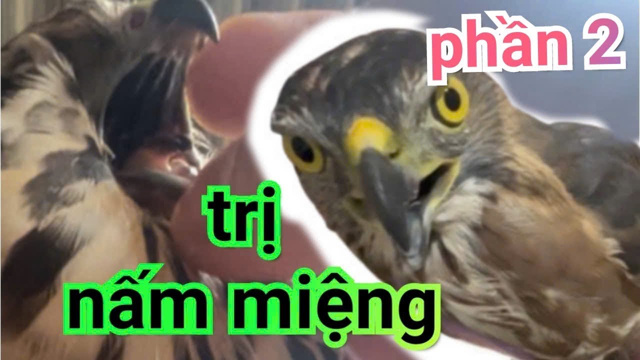 Xunuk jinsiy olatni surati Jinsiy aloqa haqida videolar, tukli mushuklar jonli ravishda yuviladi