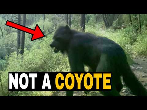 Strange Creature Spotted Near Campsite Goes Viral