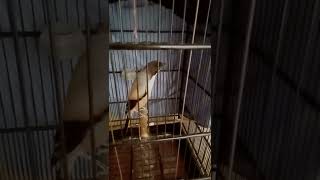 Cendet Madura Materi Tengkek Ngeri Dgn Segudang Prestasi