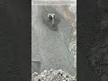 Defying Gravity: The Physics Behind a Controlled Excavator Slide