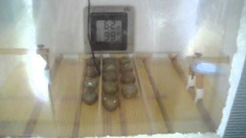 Button Quail Eggs in Homemade Incubator