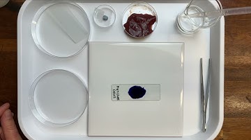 Making and staining liver cell slides