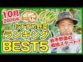 家庭菜園や農園の秋冬野菜栽培2026年10月おすすめ野菜ランキングBEST5！【農家直伝】