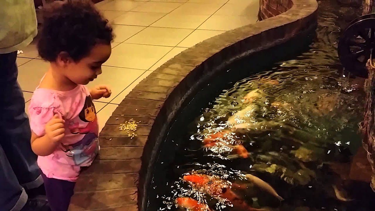 Victoria feeds some Koi fish