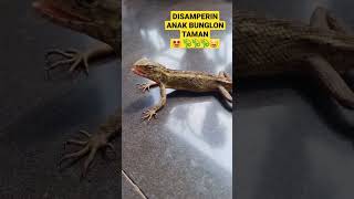 GACKO PJMASK VERSI ASLI?🧐🦎🦎🤩 #shorts #short #bunglon #kadal #taman #hewan #gacko #chameleon #reptil