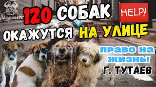 120 Собак скоро окажутся на улице🆘 Нужна ваша помощь!