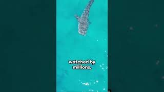 Birth of a Great White: A Drone&#39;s Discovery