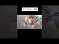 とろさんの1週間#犬 #雑種犬#いぬ#犬のいる生活#犬のいる暮らし#愛犬#癒し#かわいい#可愛い#田舎暮らし
