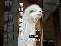 市川市動植物園のアルパカダッシュ