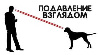 Подавление собаки взглядом Подавление собаки взглядом
