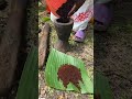 Ethiopian Coffee Ceremony Ethiopia Balemoya Ethiopian Coffee Ceremony Ethiopia Balemoya