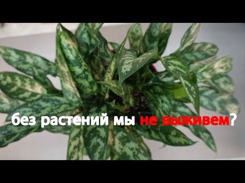 Видео: Независимые факторы, связанные с ношением различных видов уличной обуви в репрезентативной стационарной популяции: перекрестное исследование