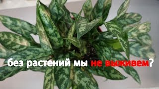 Люди не могут жить без растений и вот почему