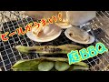 庭で１人BBQ！ハマグリと空豆を炭火焼きにしたらビールが最高だった