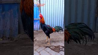 The Chicken Doesnt Need To Say Much Just A Glance From Its Owner Is Enough To Understand chick