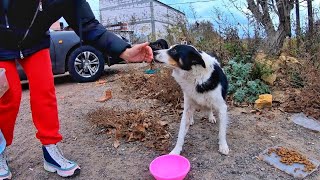 Even One Touch of Love can Give Happiness to Stray Dog Hungry Stray Dog Finds Love And Becomes A Fluffy Cuddlebug