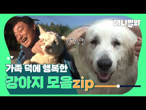 아무튼 다↗행이다↘ [가족을 만나 다행인 강아지 몰아보기👀]ㅣBinge-<strong>watch</strong> On Dogs <strong>Happy</strong> With Their Family