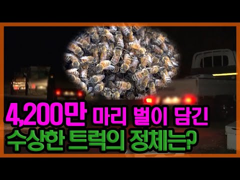 트럭 속에 엄청난 것들이 있다!!! 매년 5월이면 출몰하는 수상한 트럭 🚚🚚 [특종세상] MBN 200612 방송