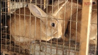 Rancho Ecológico el Arco, donde conviven animales con sustentabilidad ambiental