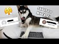 Husky REACTS to HATE Comments! (Almost BREAKS Laptop)