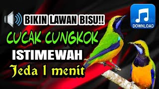 MEWAH! MASTERAN CUCAK CUNGKOK JERNIH JEDA 1 MENIT