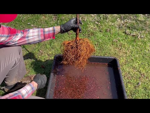 Wideo: Metoda mycia korzeni: Czy mycie korzeni przed sadzeniem jest ważne