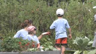 Needham Community Farm PSA 3