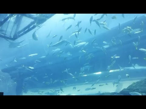 Largest Aquarium/Beautiful views in Dubai Aquarium