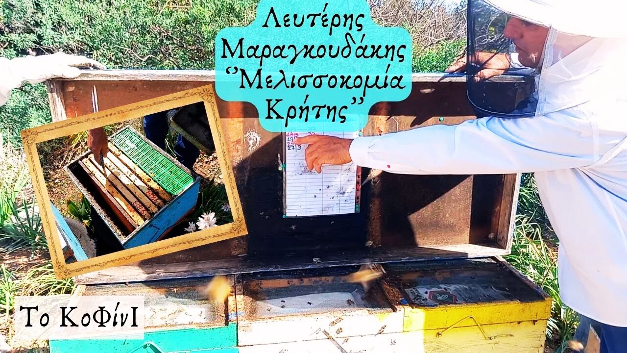 Παραγωγή βασιλισσών και βασ κελιών με έναν επαγγελματία βασιλοτρόφο | Μελισσοκομία 2024 | Το ΚοΦίνΙ