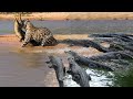 Crocodile is King Swamp! Cheetah Surrender Because The Crocodile Power is too Great, Lion vs Hyenas