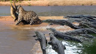 Crocodile Is King Swamp! Cheetah Surrender Because The Crocodile Power Is Too Great, Lion Vs Hyenas