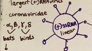 How Coronavirus (covid-19) Works - Coronavirus Explained