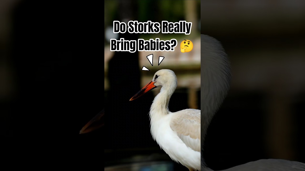 Do Storks Really Bring Babies? 🤔