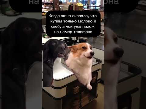 «кися» #футажи #fypシ゚viral #catmemes #cat #котики #мемыскотами #мемы #рекомендации #юмор