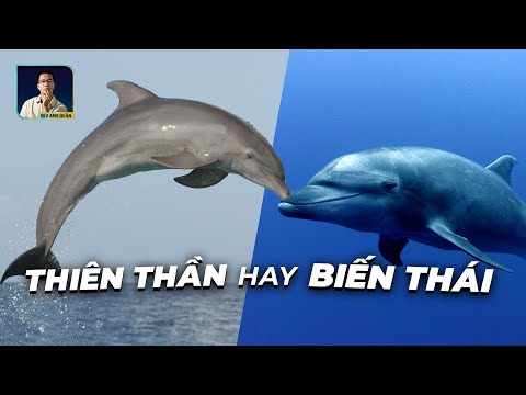Video: Dolphin - có phải là cá hay không?