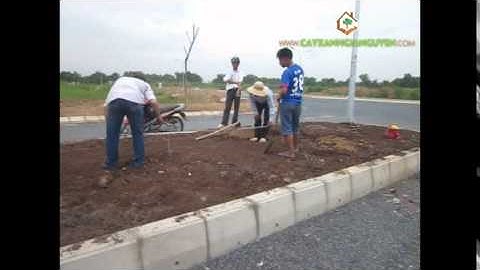 Cây Xanh Gia Nguyễn trồng cây tại công trình (phần 1)