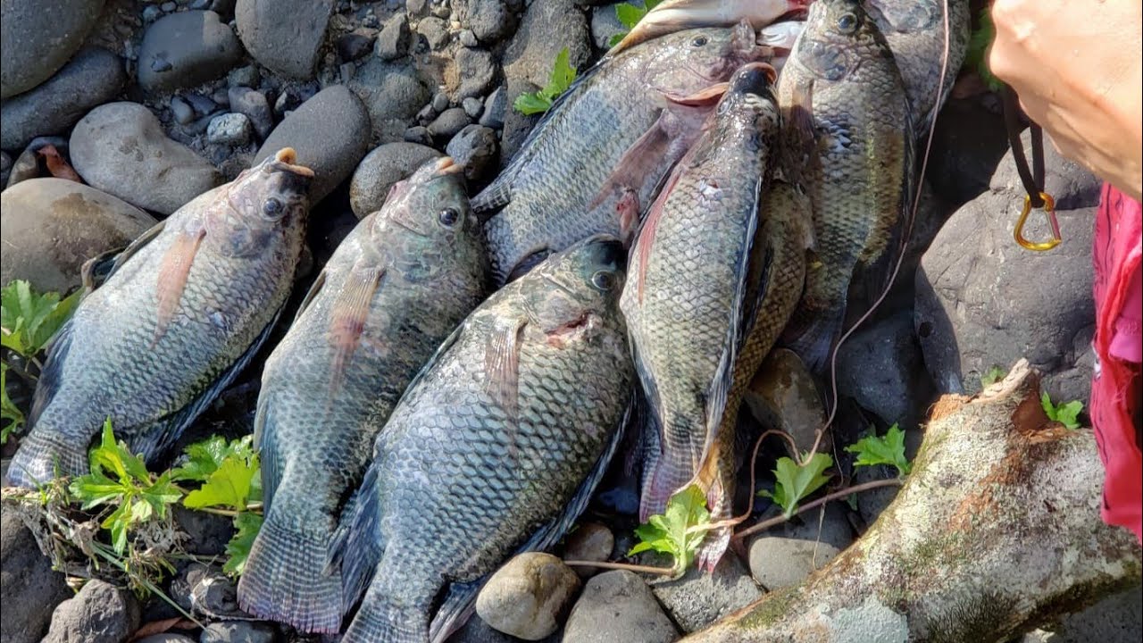 Wild Fish hunt into largest River in Portland hunting for food in ...