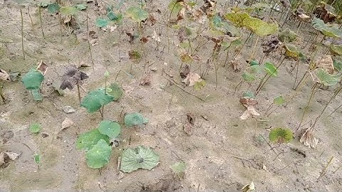 Cách Diệt Cỏ Gấu Biến Mất Hoàn Toàn Không  Phải  Dùng Đến Thuốc