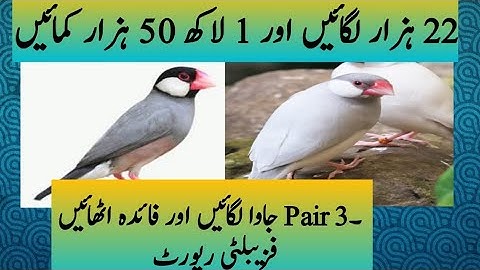 Java Sparrow Business Plan Three Pairs # Video #Business #java #profit_and_loss #Good Aviary,