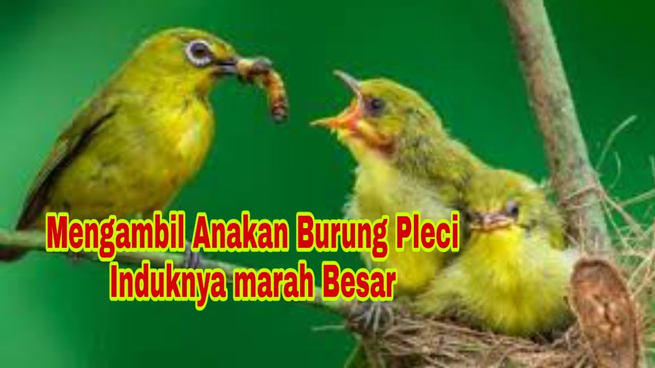 proses Penangkapan Anakan Burung Pleci Yang Baru Belajar Terbang 