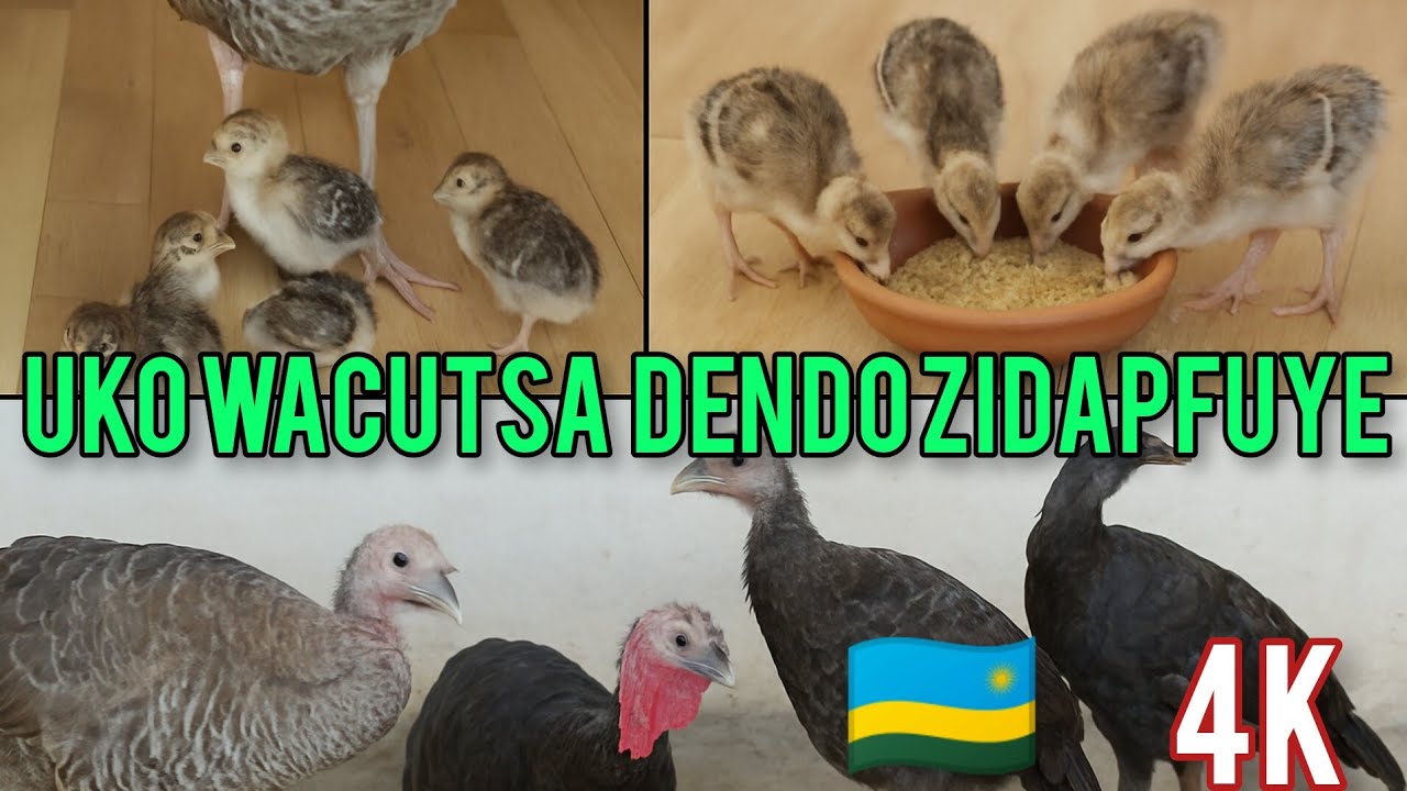 UKO WACUTSA DENDO ZIDAPFUYE | Korora Dendo Ku Buryo Bugezweho | Inama ku mishwi n'imirire