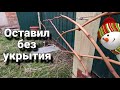Почему решил больше не укрывать лозу виноград лоза зима укрытие морозостойкость